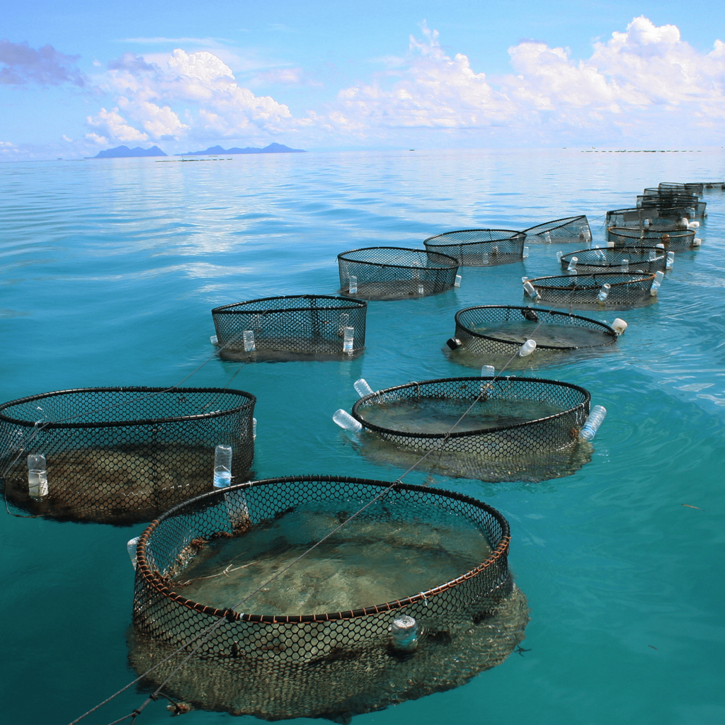 Redes-de-Criação-de-Peixes-Renner-Coatings_